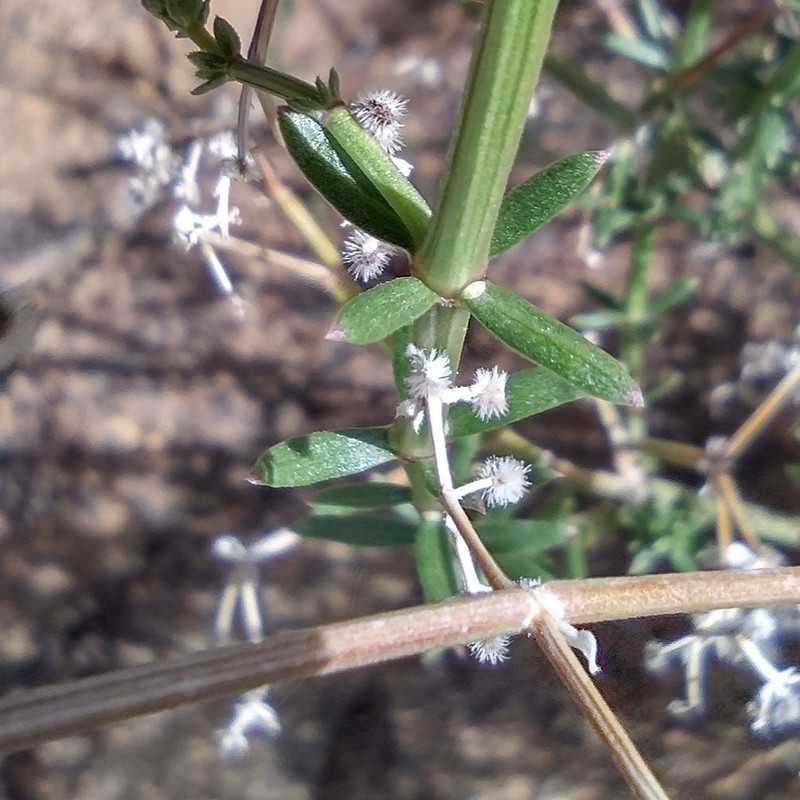 Galium angustifolium subsp. borregoense photo 2