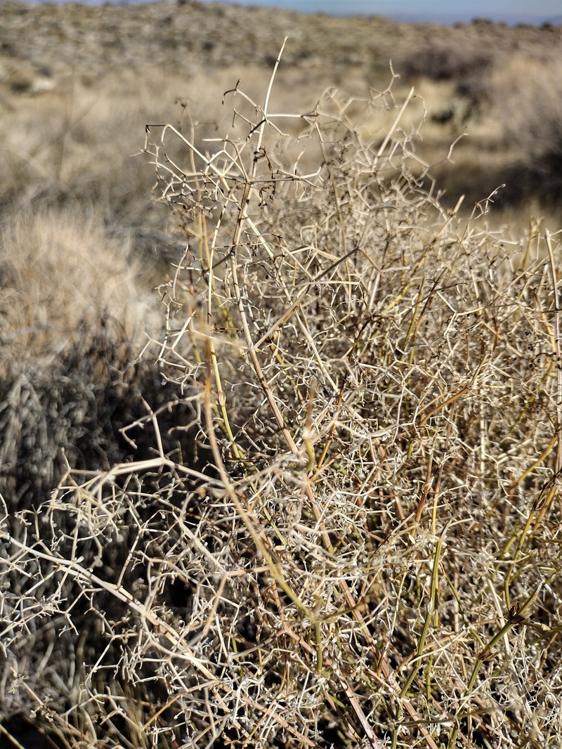 Galium angustifolium subsp. borregoense photo 3