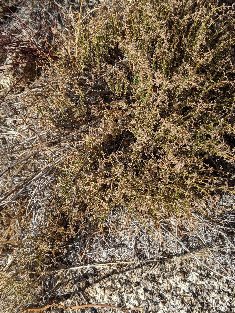 Galium angustifolium subsp. borregoense photo 4