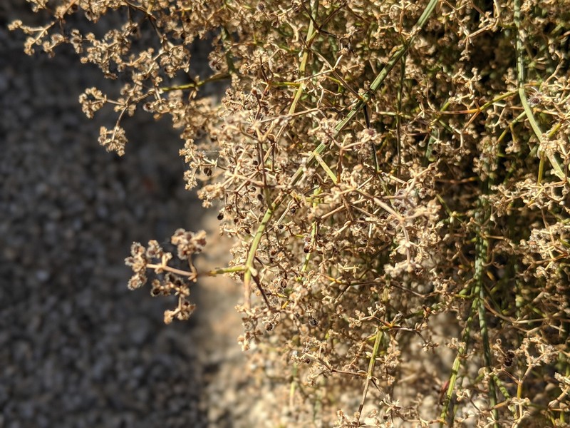 Galium angustifolium subsp. borregoense photo 5