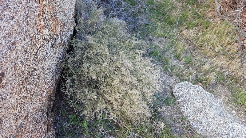 Galium angustifolium subsp. borregoense photo 7