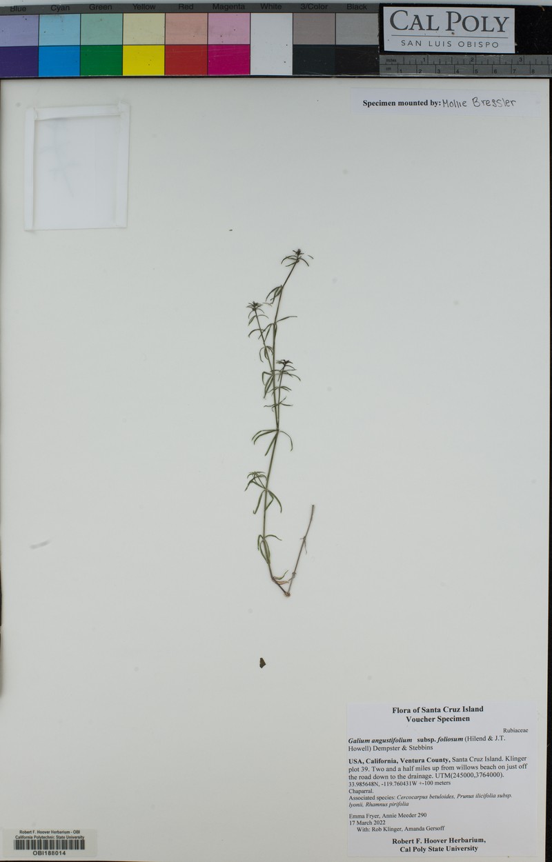 Galium angustifolium subsp. foliosum