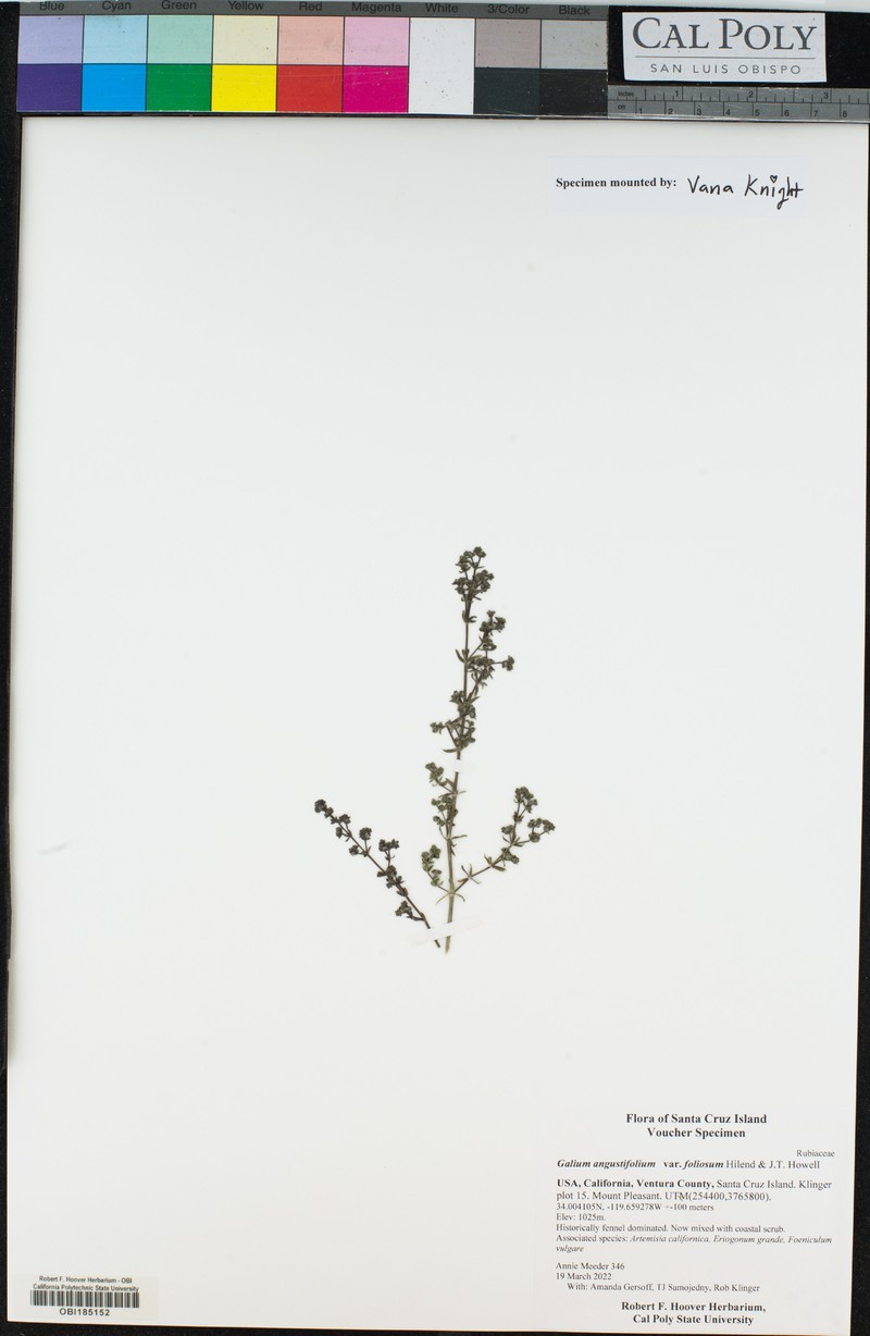 Galium angustifolium subsp. foliosum photo 2