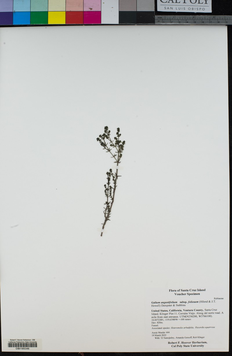 Galium angustifolium subsp. foliosum photo 3