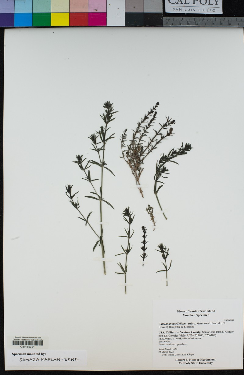 Galium angustifolium subsp. foliosum photo 4