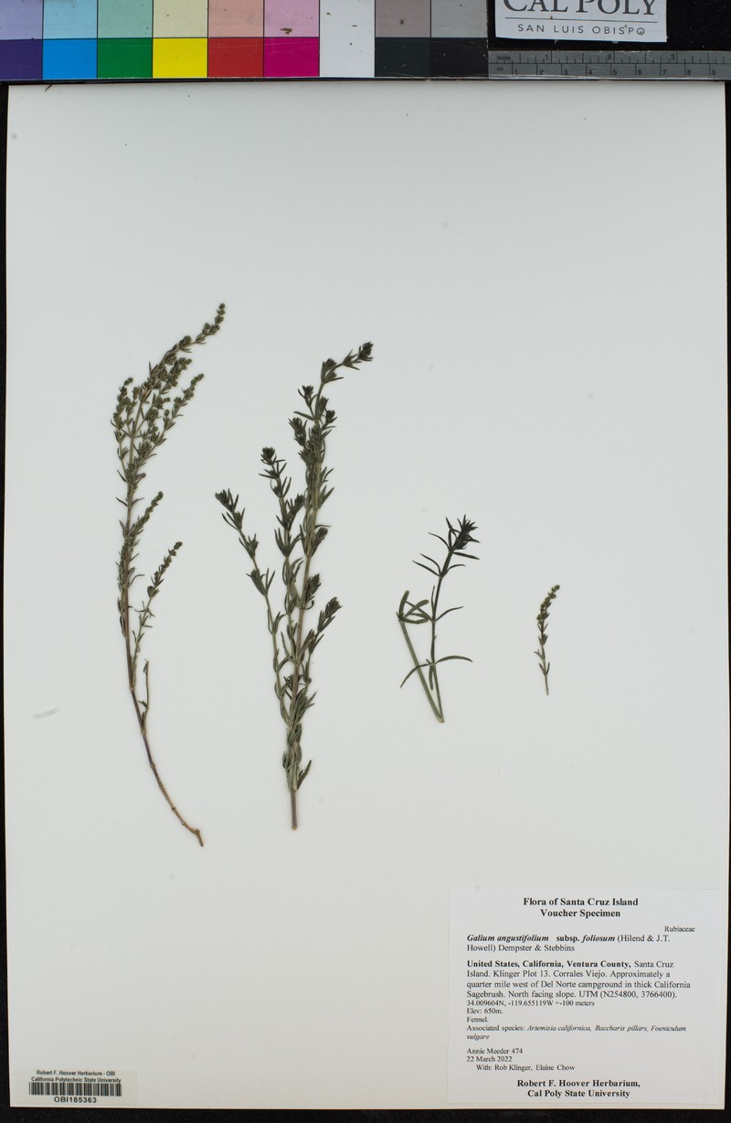 Galium angustifolium subsp. foliosum photo 5