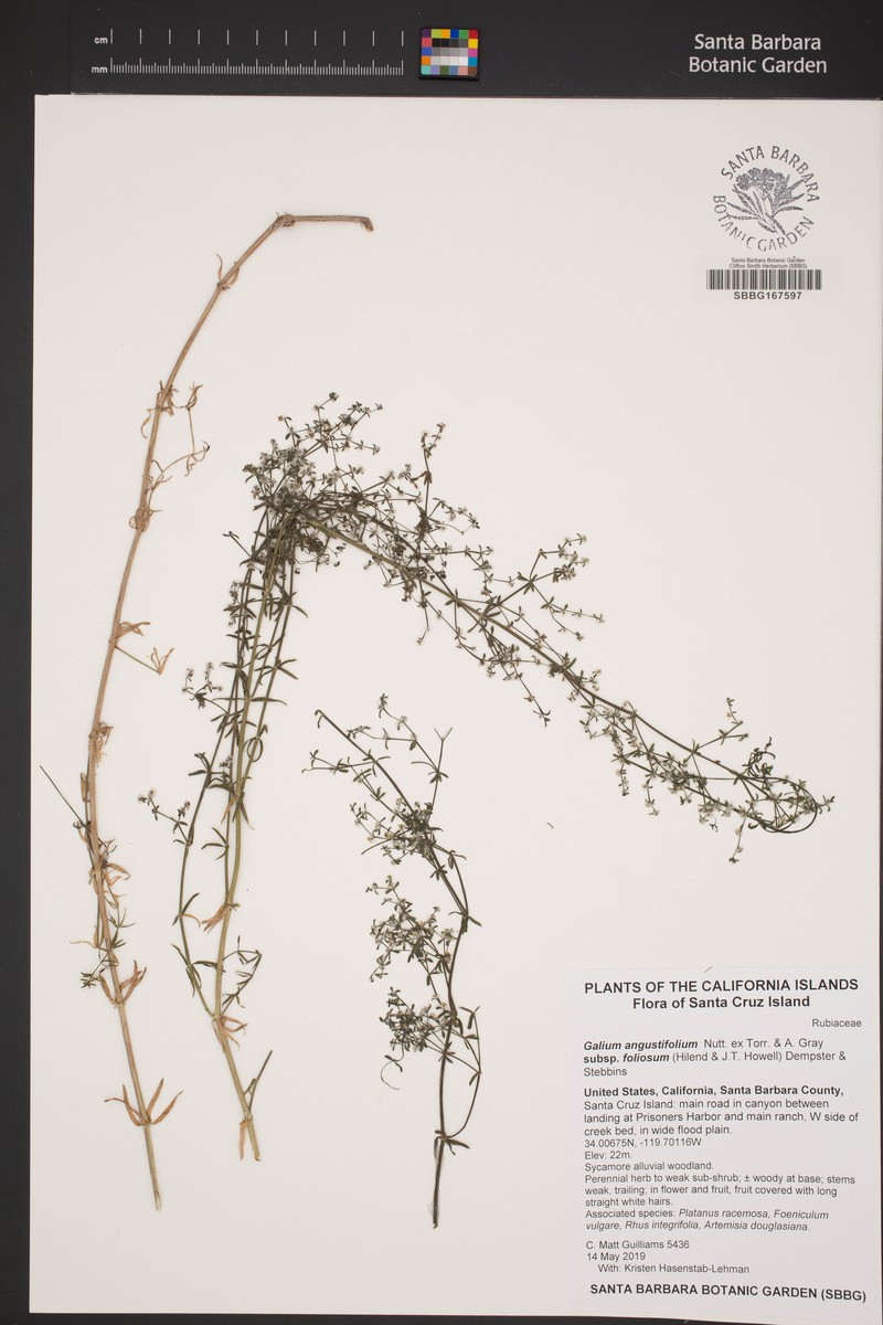 Galium angustifolium subsp. foliosum photo 6