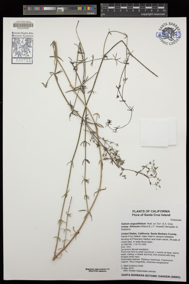 Galium angustifolium subsp. foliosum photo 7
