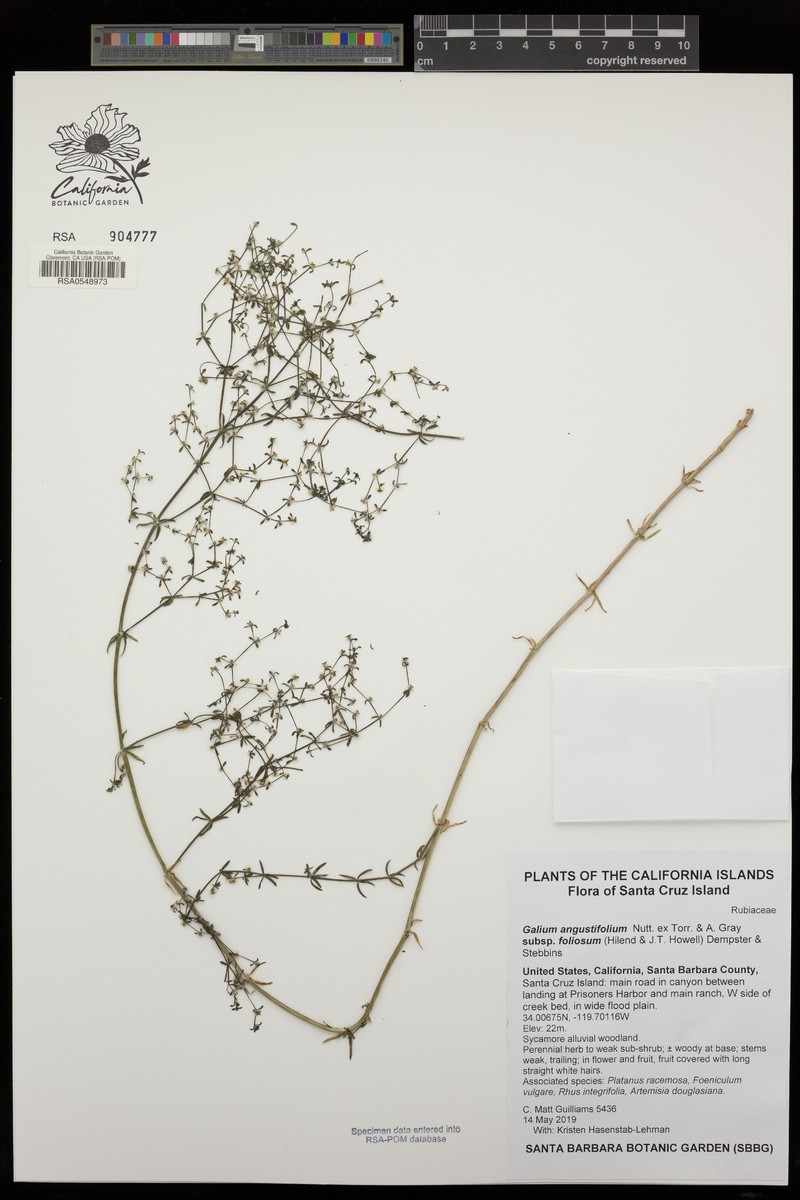Galium angustifolium subsp. foliosum photo 8