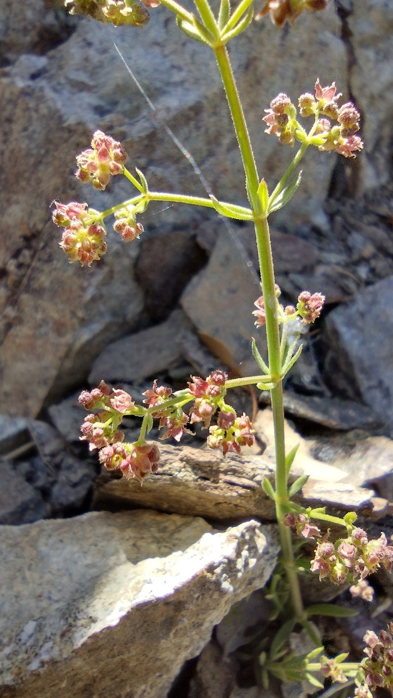 Galium angustifolium subsp. gabrielense