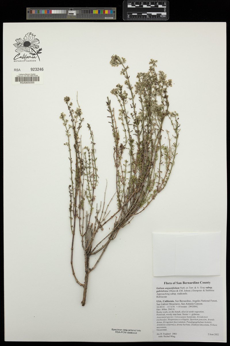 Galium angustifolium subsp. gabrielense photo 2
