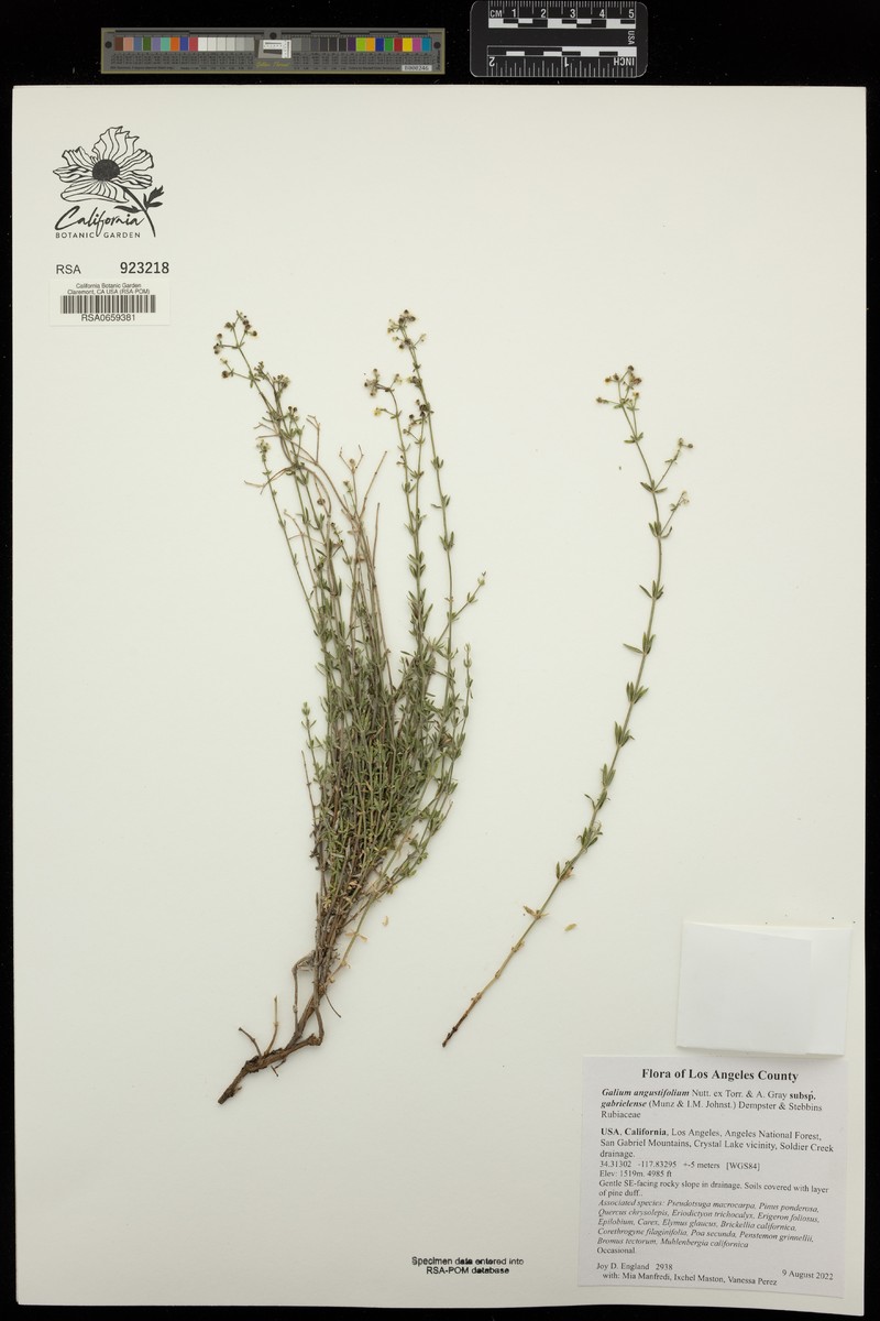 Galium angustifolium subsp. gabrielense photo 3