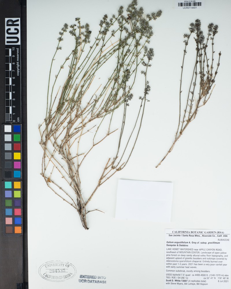 Galium angustifolium subsp. gracillimum