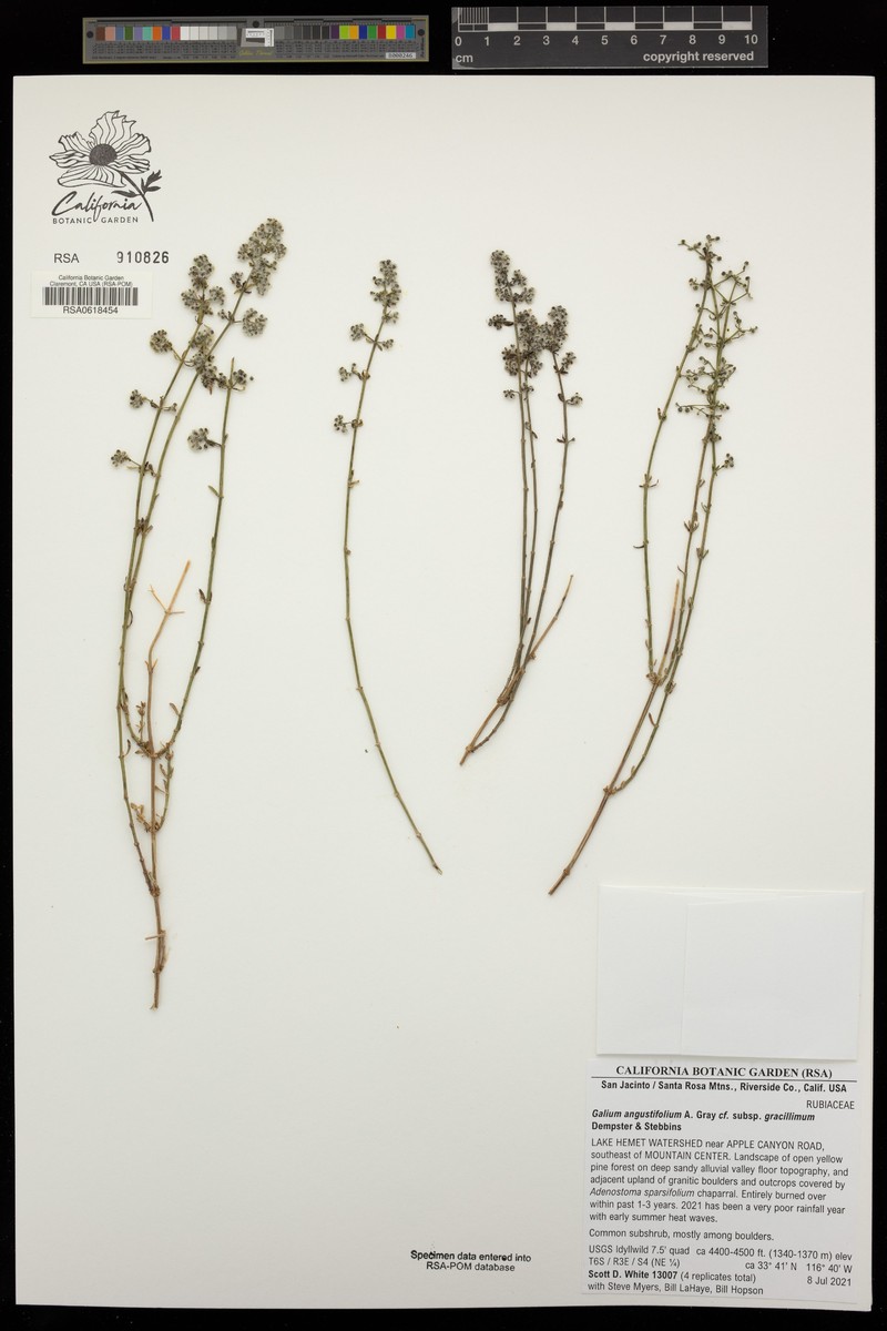 Galium angustifolium subsp. gracillimum photo 2