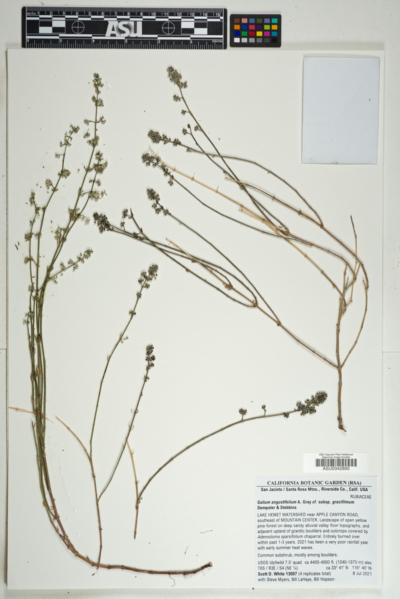 Galium angustifolium subsp. gracillimum photo 3