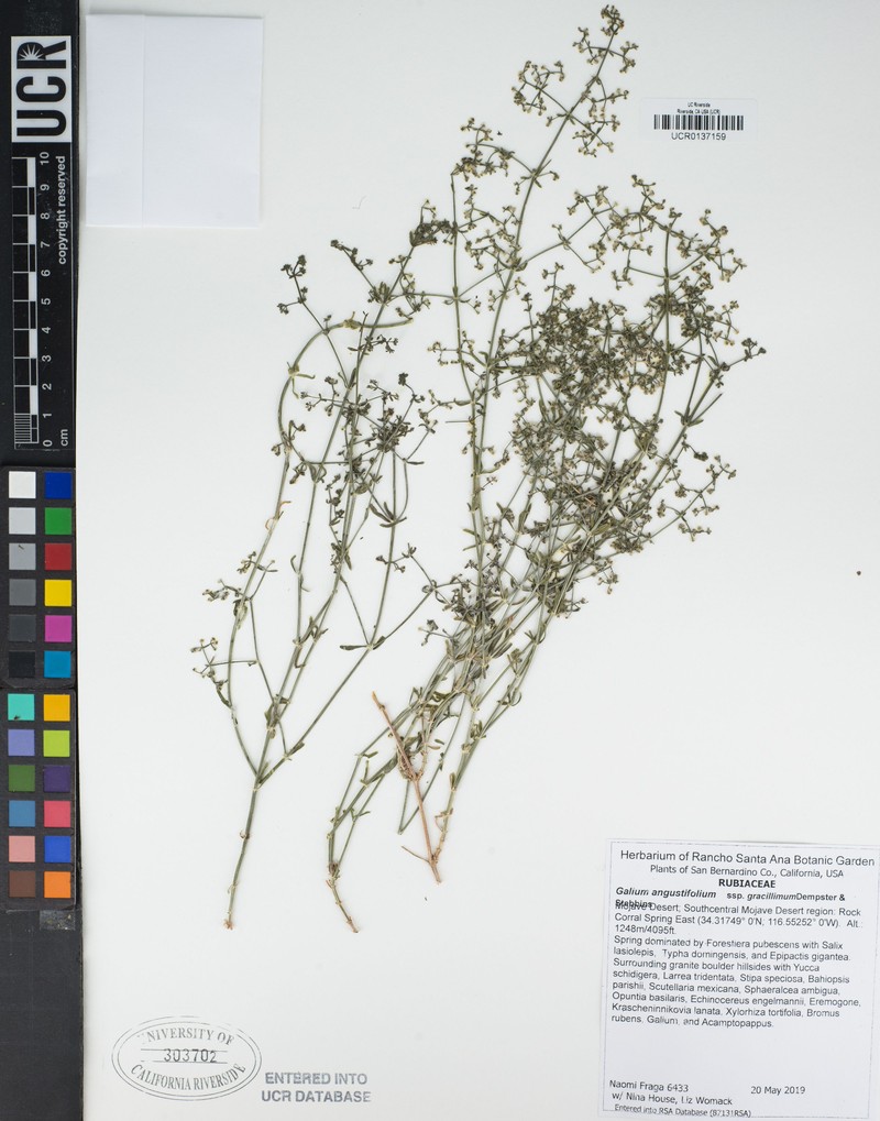 Galium angustifolium subsp. gracillimum photo 4