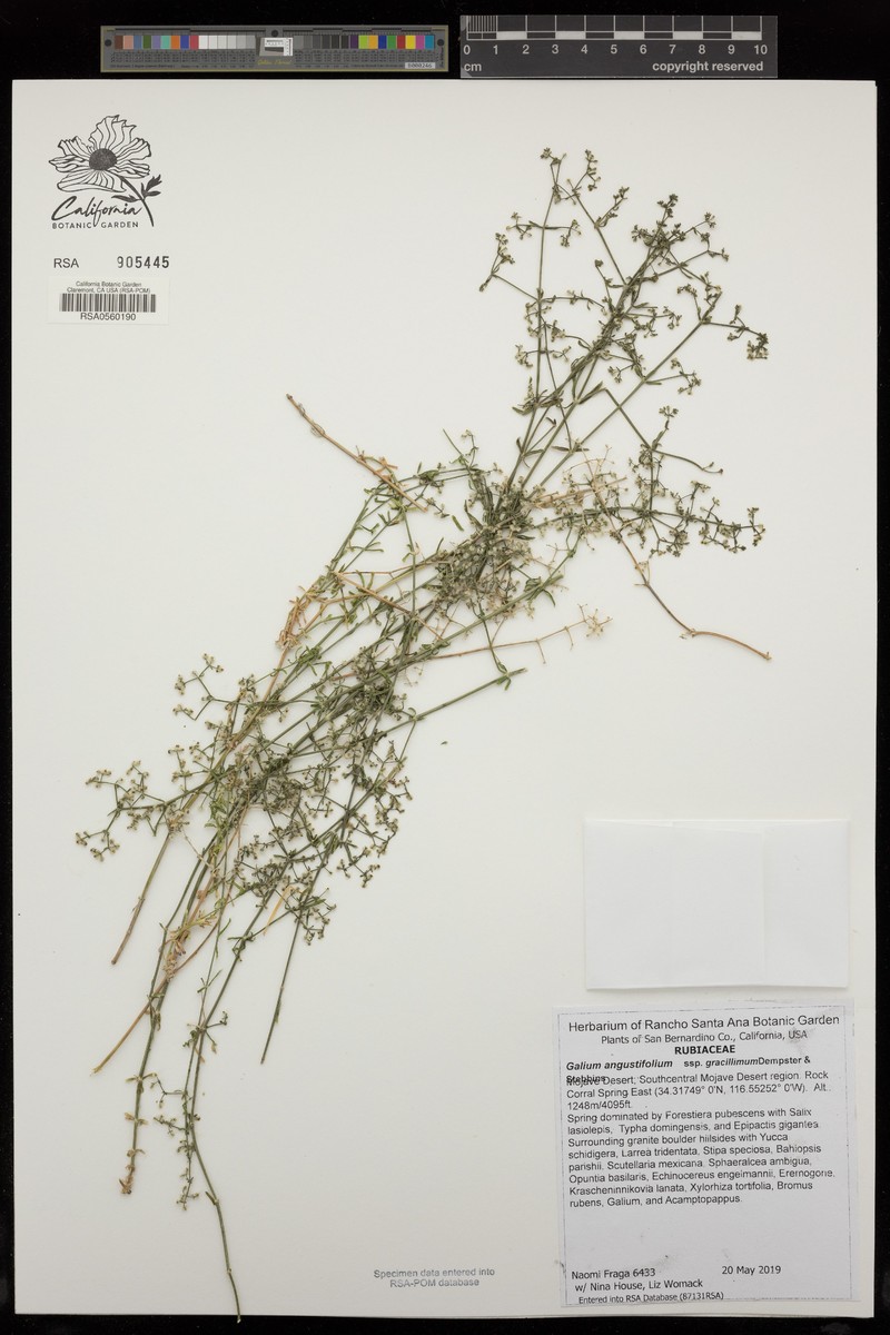 Galium angustifolium subsp. gracillimum photo 5