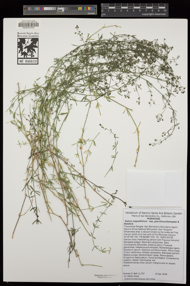 Galium angustifolium subsp. gracillimum photo 6
