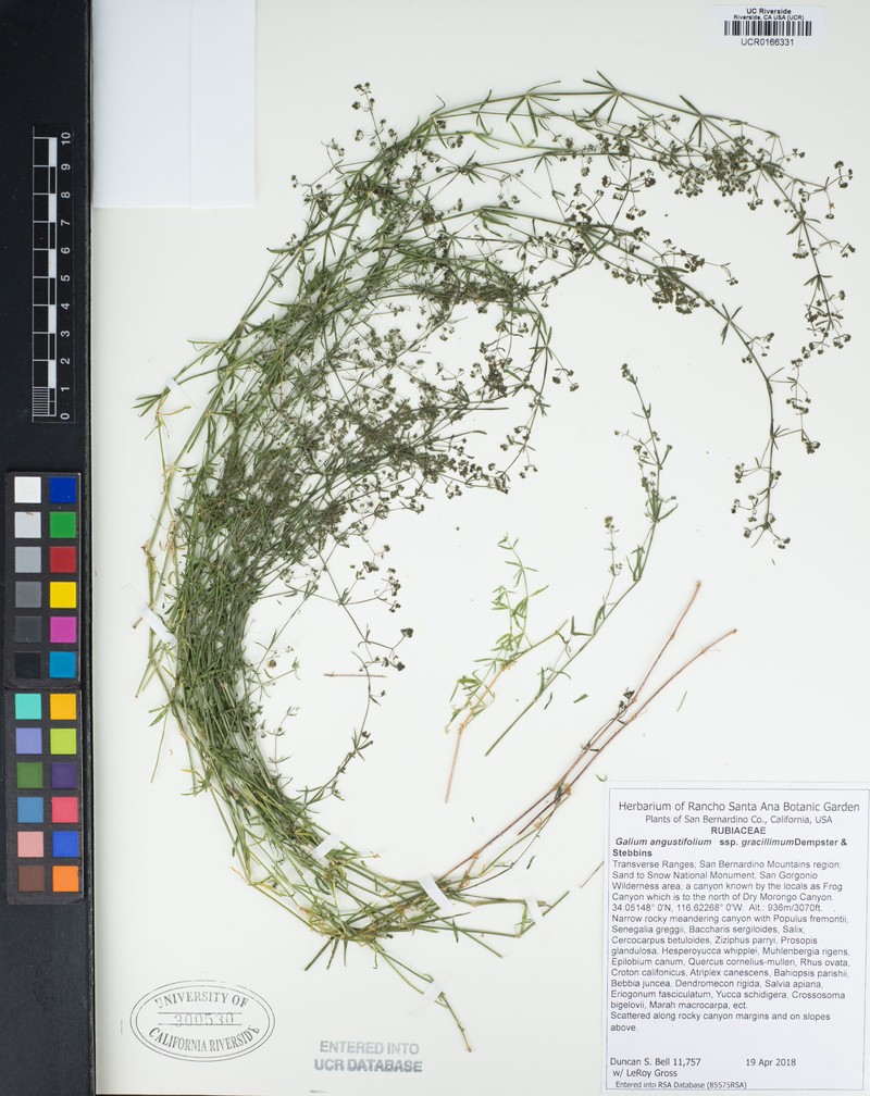 Galium angustifolium subsp. gracillimum photo 7
