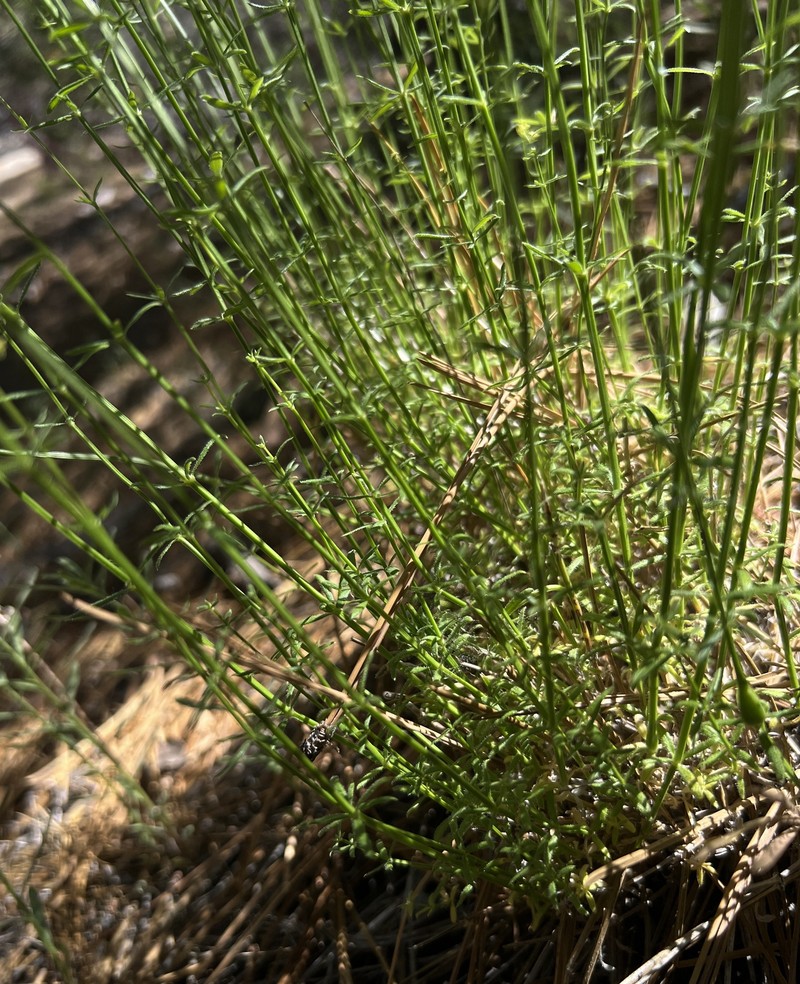 Galium angustifolium subsp. jacinticum