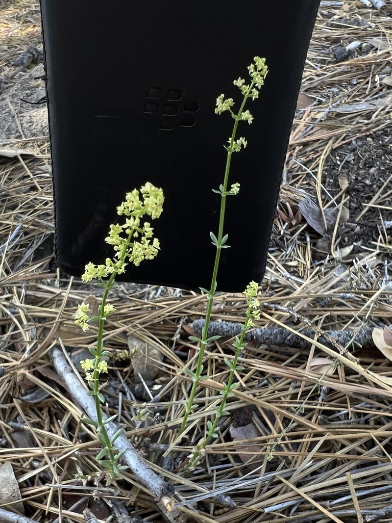 Galium angustifolium subsp. jacinticum photo 2