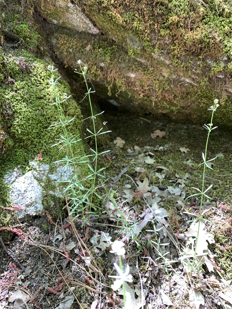 Galium angustifolium subsp. jacinticum photo 3