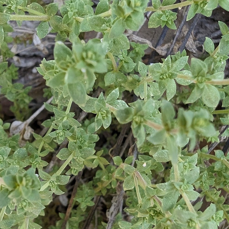 Galium angustifolium subsp. jacinticum photo 4