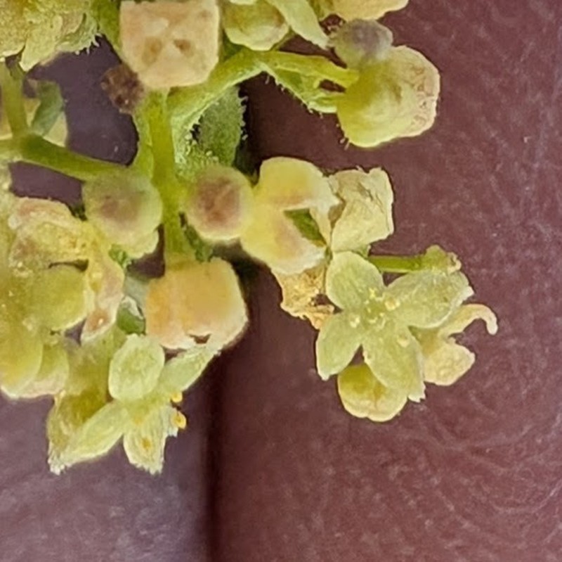 Galium angustifolium subsp. jacinticum photo 5