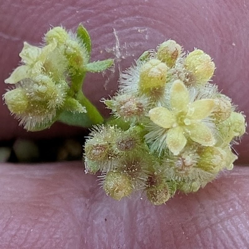 Galium angustifolium subsp. jacinticum photo 6