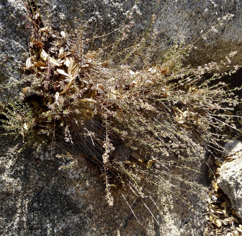 Galium angustifolium subsp. jacinticum photo 7