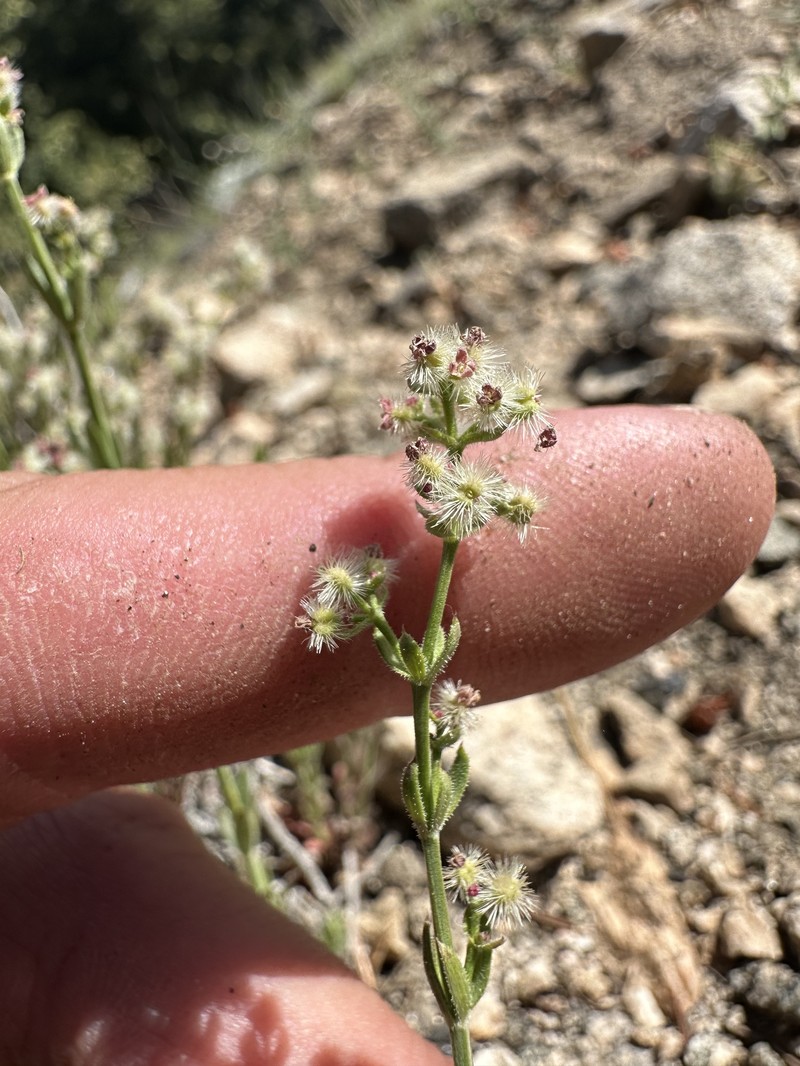 Galium angustifolium subsp. nudicaule