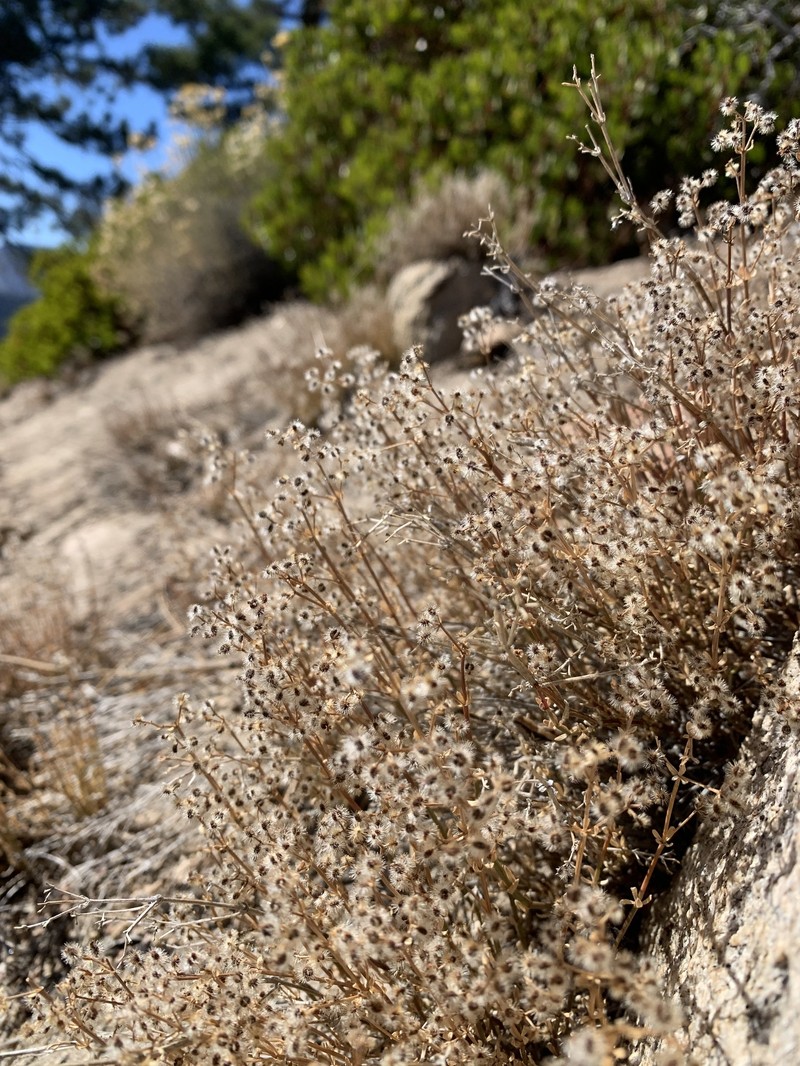 Galium angustifolium subsp. nudicaule photo 2