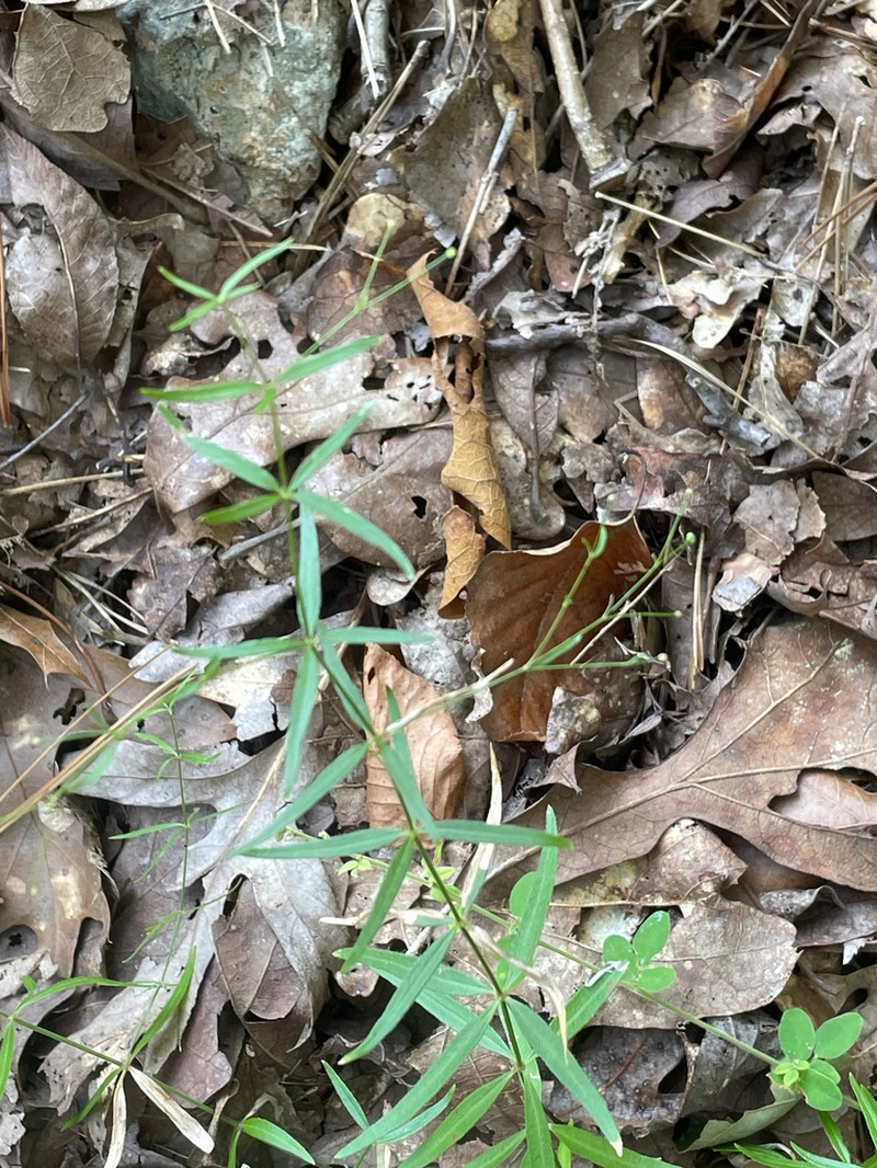 Arkansas Bedstraw photo 4