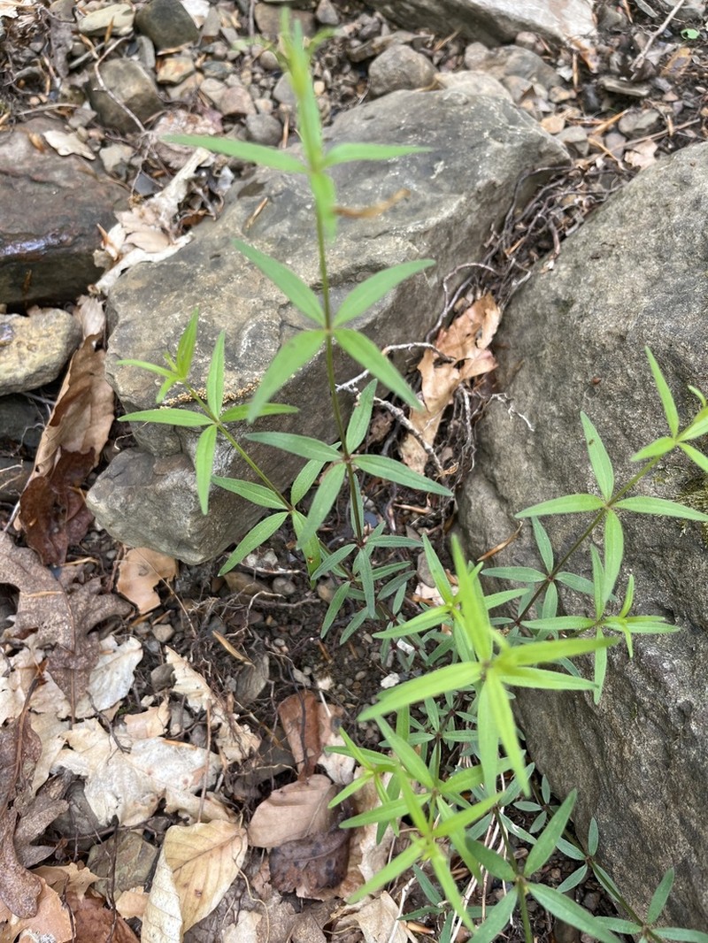 Arkansas Bedstraw photo 5