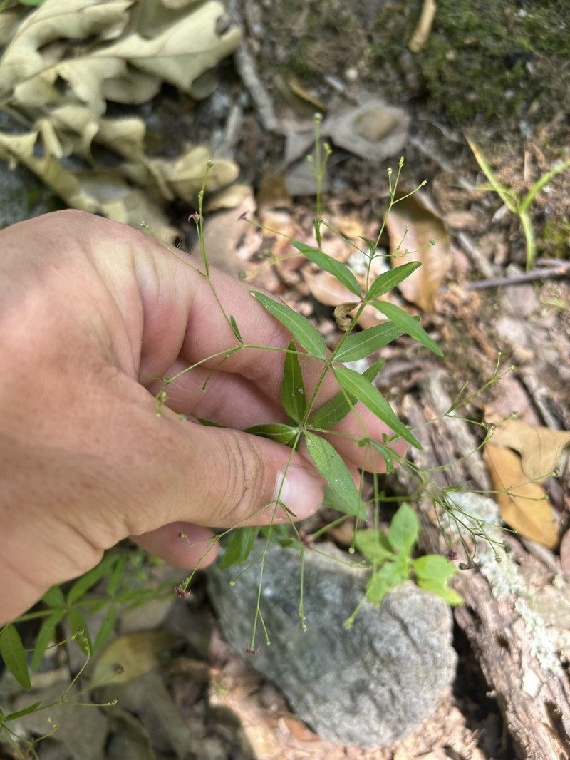 Arkansas Bedstraw photo 6