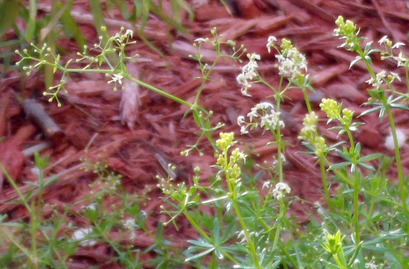 Rough Bedstraw