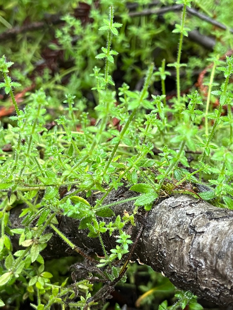 Galium californicum subsp. californicum