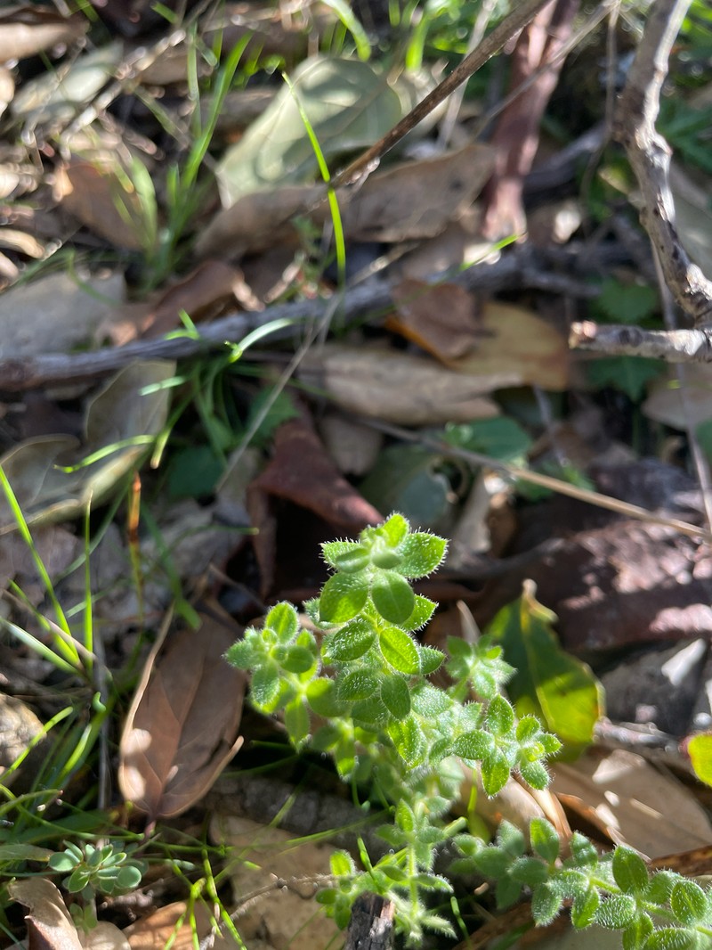 Galium californicum subsp. californicum photo 2