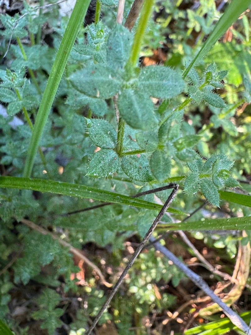 Galium californicum subsp. californicum photo 3