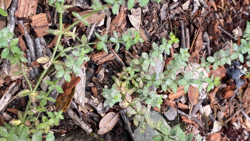 Galium californicum subsp. californicum photo 4