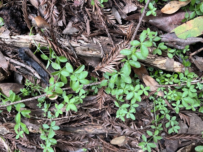 Galium californicum subsp. californicum photo 5