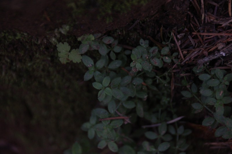 Galium californicum subsp. californicum photo 6