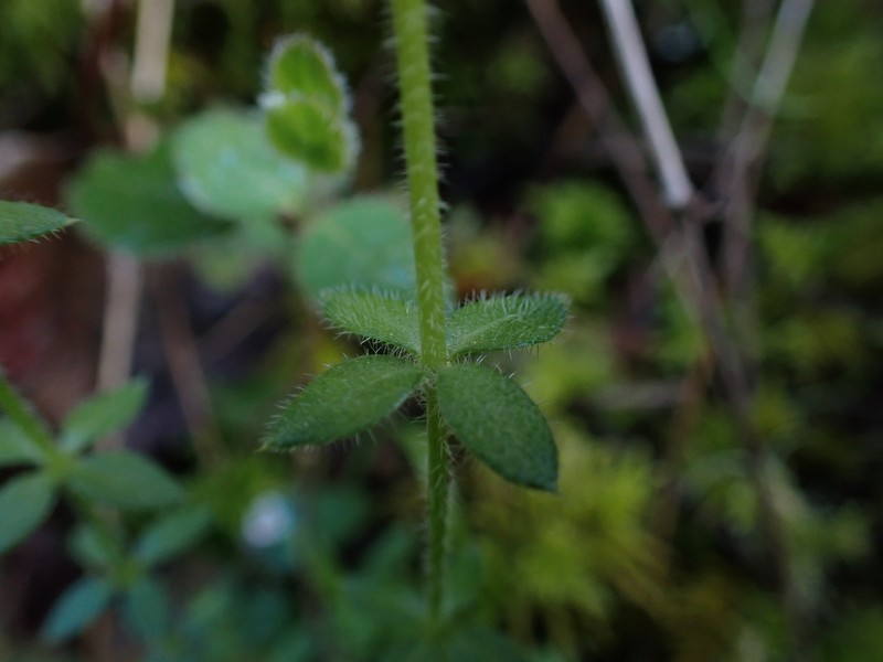 Galium californicum subsp. californicum photo 8