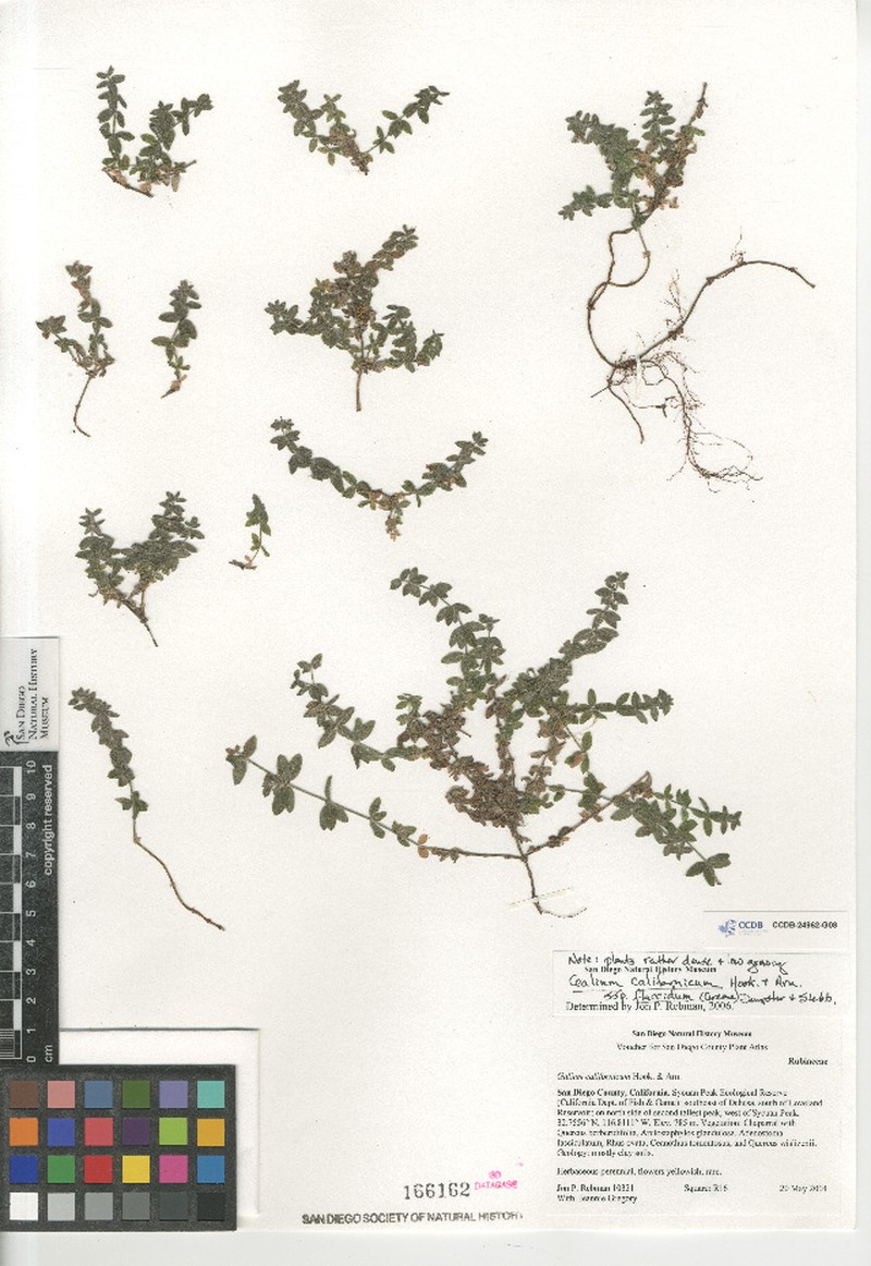 Galium californicum subsp. flaccidum