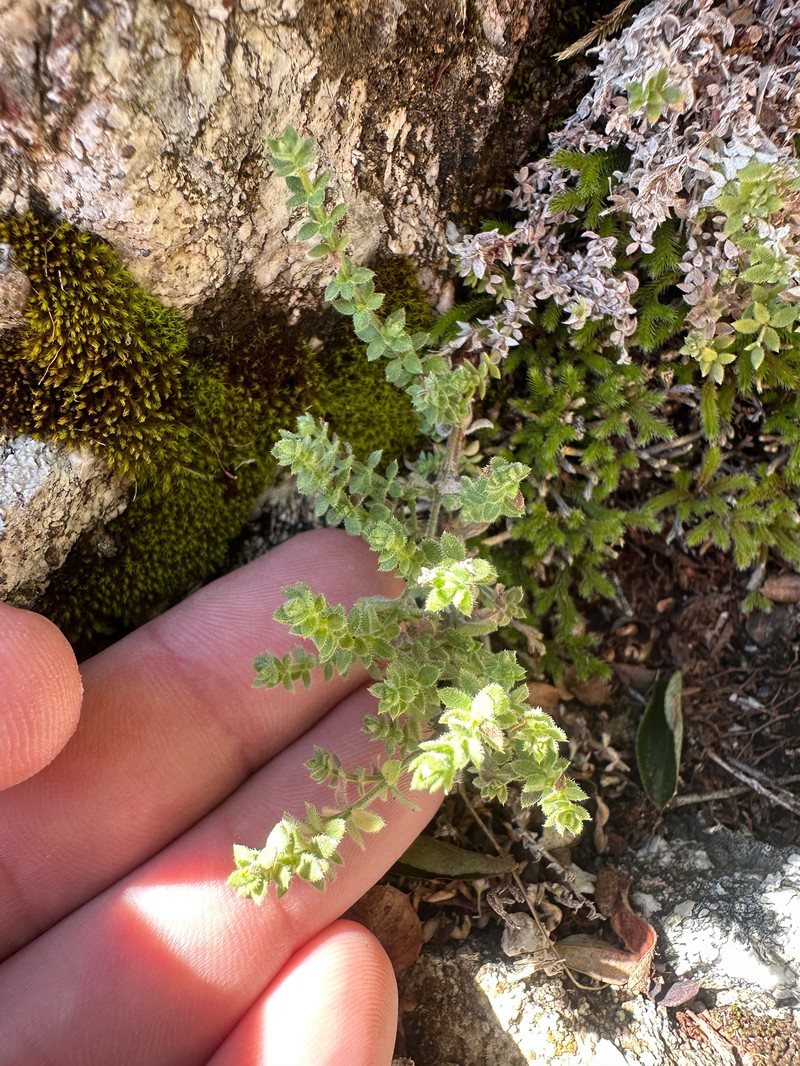 Galium californicum subsp. luciense