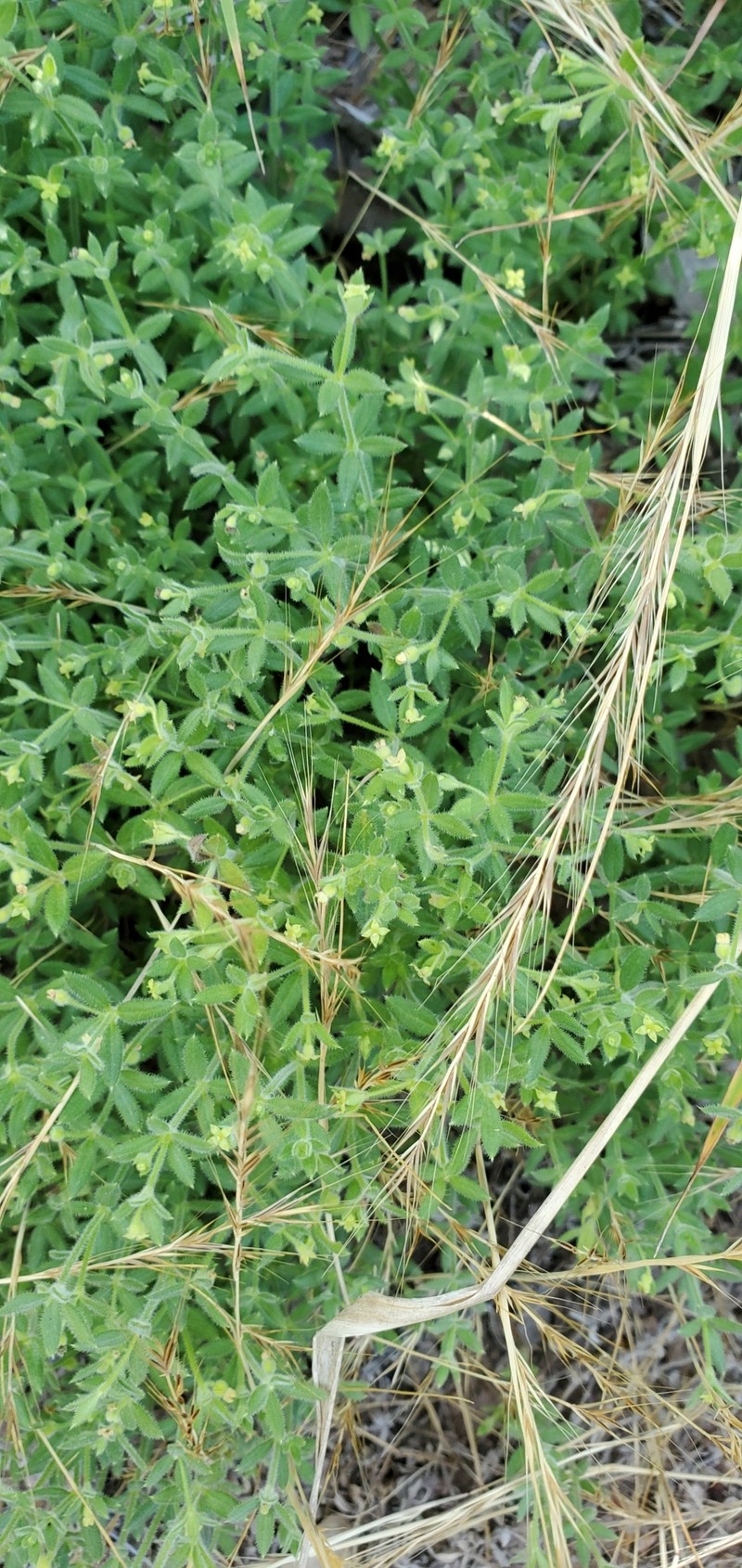 Galium californicum subsp. luciense photo 2