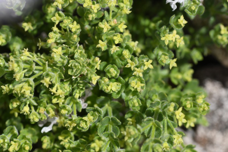 Galium californicum subsp. luciense photo 3