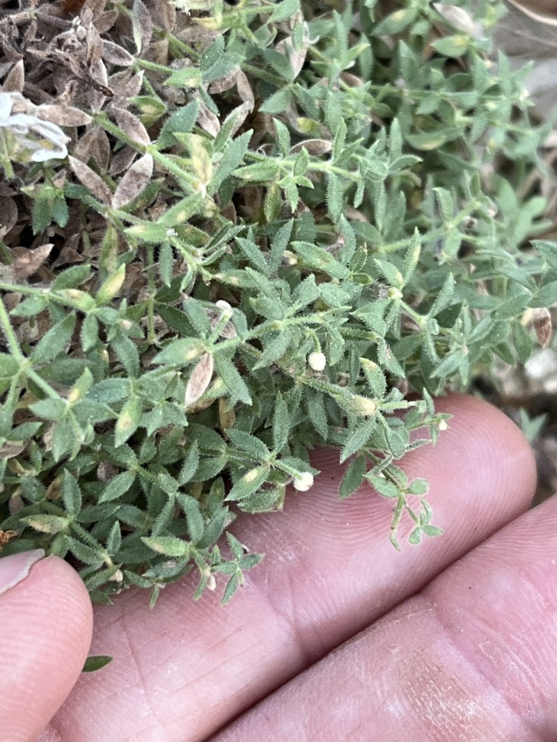 Galium californicum subsp. luciense photo 4