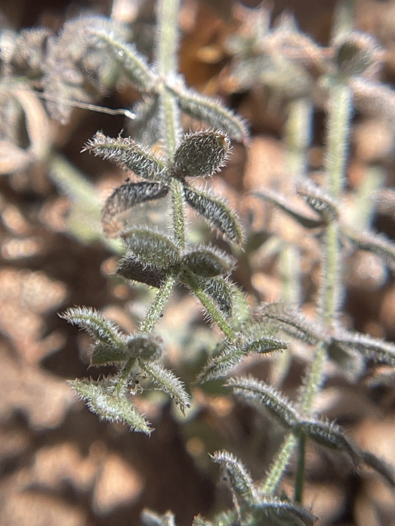 Galium californicum subsp. luciense photo 5