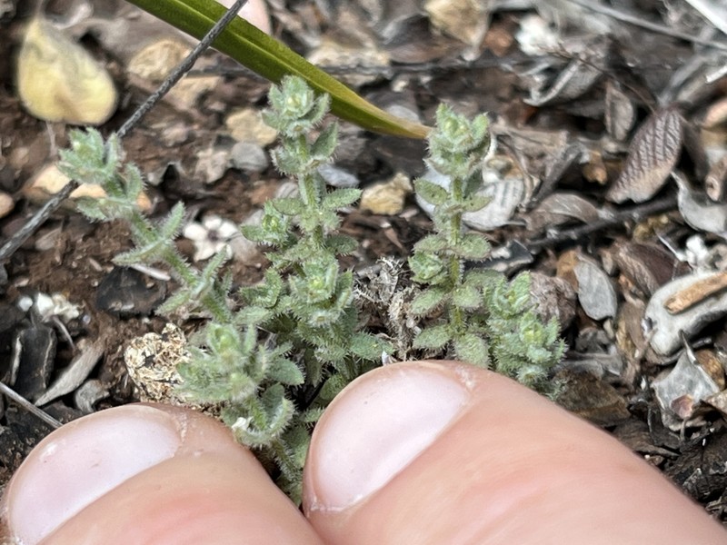 Galium californicum subsp. luciense photo 6